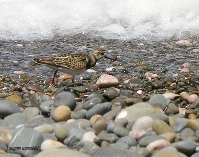 Voltapietre Arenaria interpres